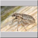 Sitona sp - Ruesselkaefer 01 4mm.jpg